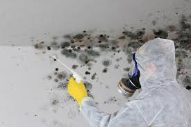 Best Black Mold Removal  in Nicollet, MN